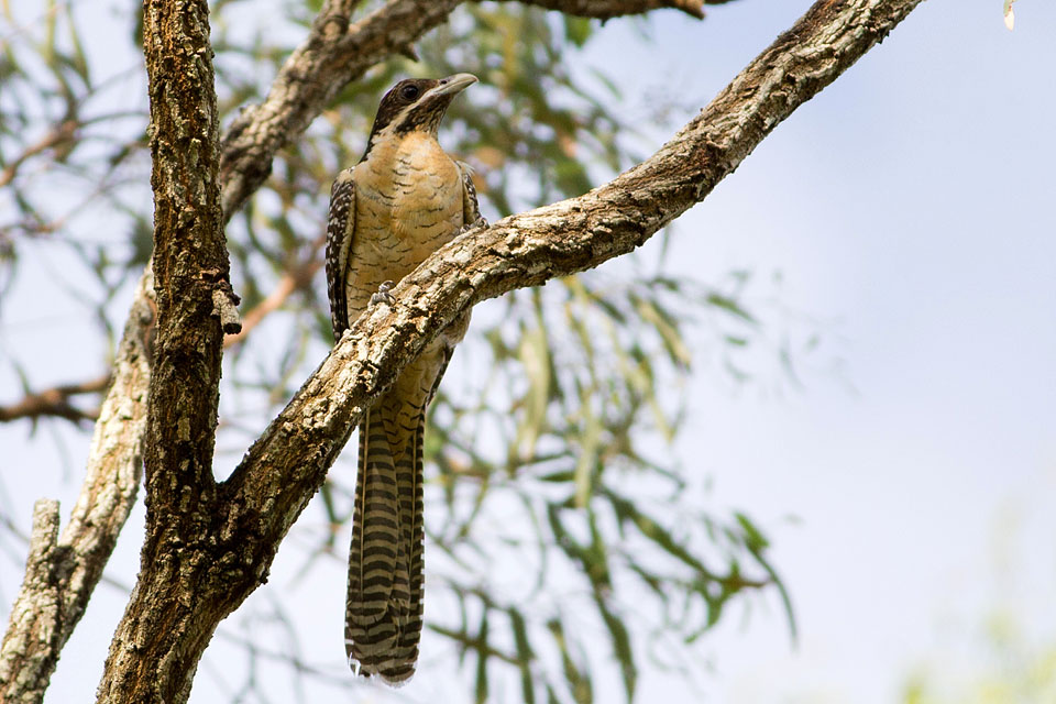 Eastern Koel (Eudynamys orientalis)